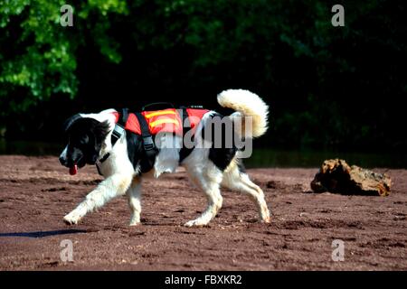 Landseer, Landseer Hund, Neufundland, Welpen, Wasserarbeit, Wasser, Hund, Rasse Landseer, Rasse, Liebe, Frohe Weihnachten, Ball Stockfoto
