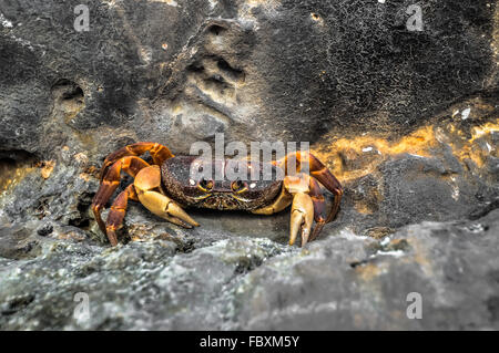 Grap am Strand Tempel Felsen Krabi in Thailand Stockfoto