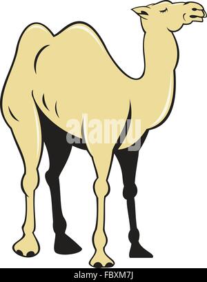 Abbildung eines Kamels der Seitenansicht auf isolierten weißen Hintergrund getan im Cartoon-Stil festgelegt. Stock Vektor