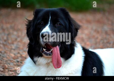 Landseer, Landseer Hund, Neufundland, Welpen, Wasserarbeit, Wasser, Hund, Rasse Landseer, Rasse, Liebe, Frohe Weihnachten, Ball Stockfoto