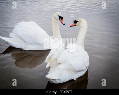 Schwanenpaar sahen einander liebevoll am See Lymm Damm Stockfoto