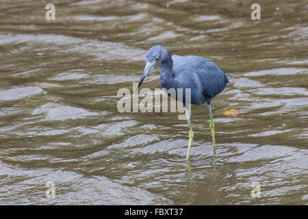 Little Blue Heron Stockfoto
