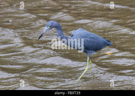 Little Blue Heron 2 Stockfoto