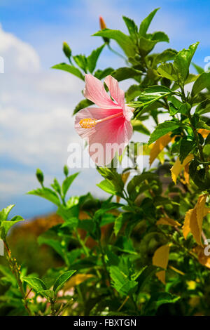 Perfekt rosa Hibiskusblüte Stockfoto