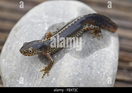 Bergmolch (Ichthyosaura Alpestris) Stockfoto