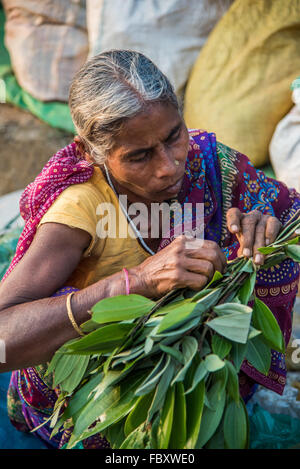 Indischer Markt. Weibliche Markthändlerin mit frischen grünen Blättern am sehr großen und sehr lebendigen Balipara Saturday Market, Assam, Indien. Stockfoto