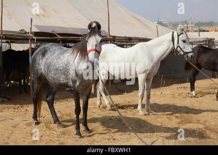 Pferde in Pushkar Camel Fair Stockfoto