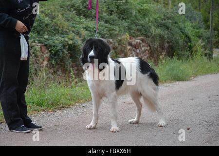 Landseer, Landseer Hund, Neufundland, Welpen, Wasserarbeit, Wasser, Hund, Rasse Landseer, Rasse, Liebe, Frohe Weihnachten, Ball Stockfoto