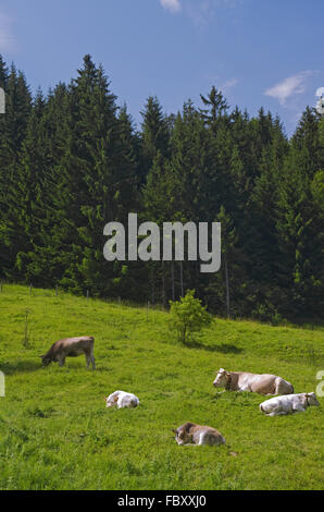 Alp Kühe Stockfoto