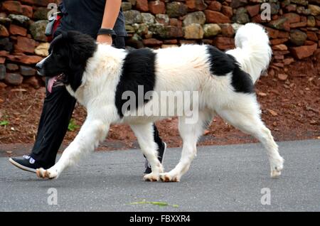 Landseer, Landseer Hund, Neufundland, Welpen, Wasserarbeit, Wasser, Hund, Rasse Landseer, Rasse, Liebe, Frohe Weihnachten, Ball Stockfoto