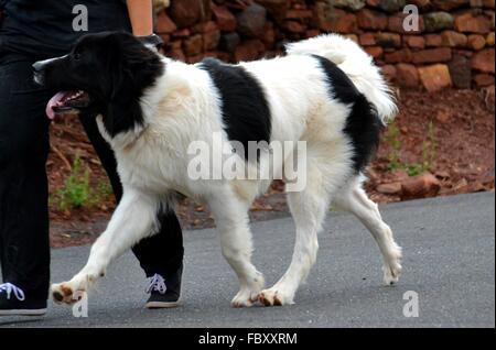 Landseer, Landseer Hund, Neufundland, Welpen, Wasserarbeit, Wasser, Hund, Rasse Landseer, Rasse, Liebe, Frohe Weihnachten, Ball Stockfoto