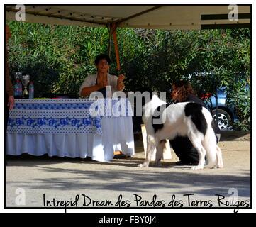 Landseer, Landseer Hund, Neufundland, Welpen, Wasserarbeit, Wasser, Hund, Rasse Landseer, Rasse, Liebe, Frohe Weihnachten, Ball Stockfoto