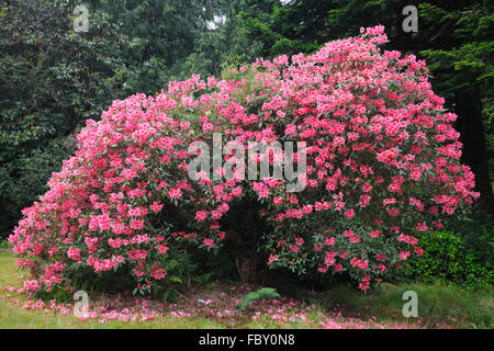 Rhododendron im Dereen Gärten in der Nähe von Kenmare auf Halbinsel Beara, County Kerry, Irland Stockfoto