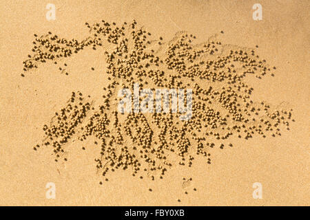 Muster von kleinen Sand Kugeln von Sand Bubbler Krabbe Stockfoto