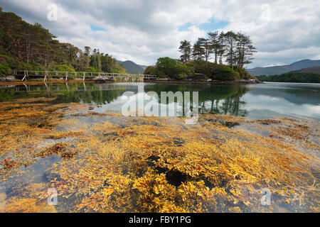 Dereen Gardens in der Nähe von Kenmare auf der Halbinsel Beara, County Kerry, Irland Stockfoto