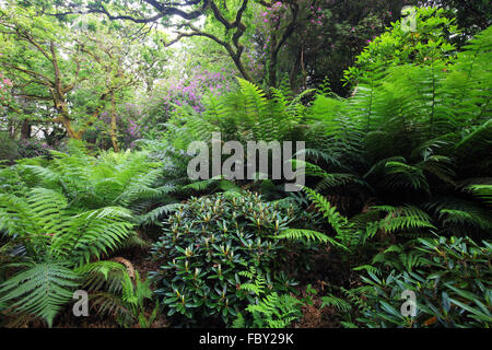 Farne und Rhododendren in den Dereen Gärten in der Nähe von Kenmare auf Halbinsel Beara, County Kerry, Irland Stockfoto