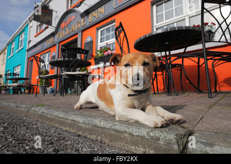 Jack Russel Terrier vor dem Village Inn in Ardgroom, Ring of Beara, County Kerry, Irland Stockfoto