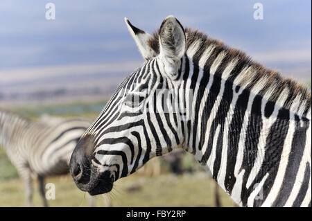 Kopf eines Zebras Stockfoto