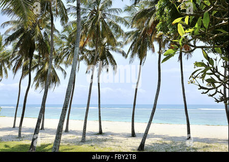 Wunderschöner Strand mit Palmen Stockfoto