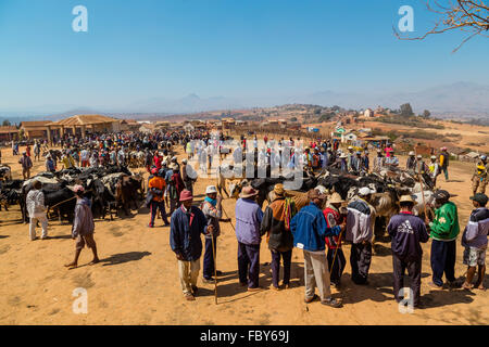 Zebu-Markt in Ambalavao, Straße nationale 7, Madagaskar Stockfoto