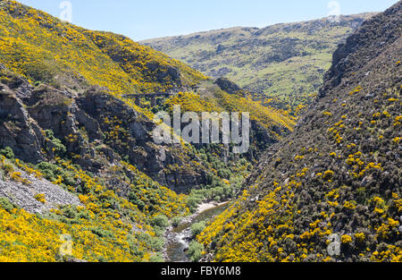 Taieri Gorge Railway auf Seite der Schlucht mit Brücke Stockfoto