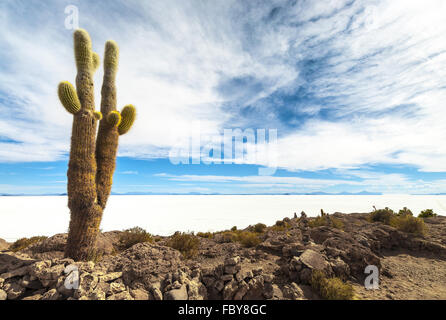 Kaktus in der Salar de Uyuni Stockfoto