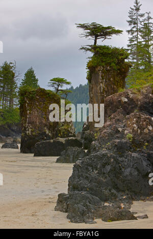 Baum gekrönt Felsnadeln entlang der felsigen Küste des San Josef Bay in Cape Scott Provincial Park, Westküste, Norden Vancouver Isl Stockfoto