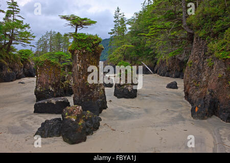 Baum gekrönt Felsnadeln entlang der felsigen Küste des San Josef Bay in Cape Scott Provincial Park, Westküste, Norden Vancouver Isl Stockfoto