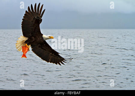 Adler im Flug mit einer frisch gefangen Schnapper in seinen starken Krallen, Pazifischen Ozean vor der Küste von British Columbia, Canad Stockfoto