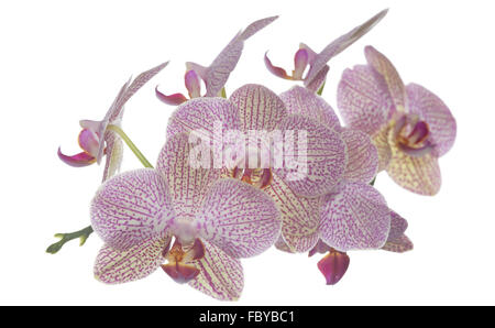 Phalaenopsis Blütenstand Stockfoto