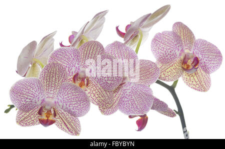 Phalaenopsis Blütenstand Stockfoto