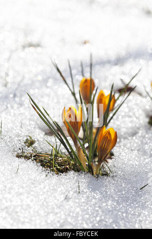 Gelbe Krokusse, Frühlingserwachen Stockfoto