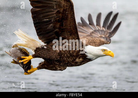 Weißkopf-Seeadler fliegen mit Fisch entlang der Great Bear Rainforest, Britisch-Kolumbien Küste, Britisch-Kolumbien, Kanada. Stockfoto