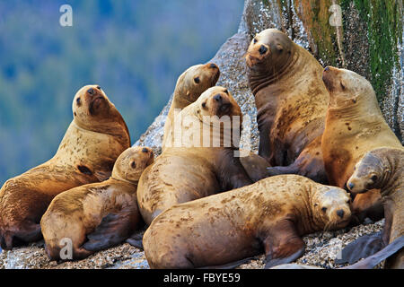 Steller Seelöwen ruht auf einem Felsen in Fife Sound, British Columbia, Kanada. Stockfoto