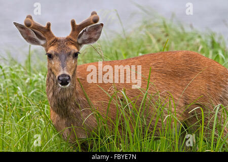 Porträt von eine Küste männlichen Sitka schwarz - angebundene Rotwild (Odocoileus Hemionus Sitkensis) entlang der Festlandküste von British Columbia, Ca Stockfoto