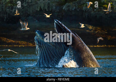 Buckelwal Blase net füttern, Möwen, die versuchen, mitmachen, Broughton Archipel, Knight Inlet, British Columbia, Kanada Stockfoto