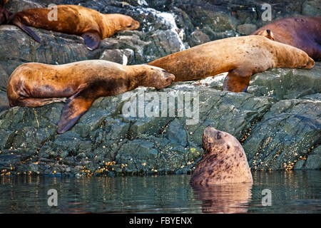 Steller Seelöwen aus Nord Vancouver Island, Vancouver Island, British Columbia, Kanada. Stockfoto