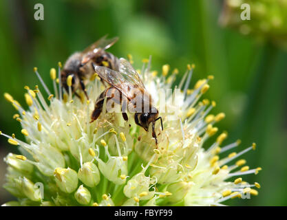 Bienen auf Blume des Zwiebel - Makroaufnahme Stockfoto