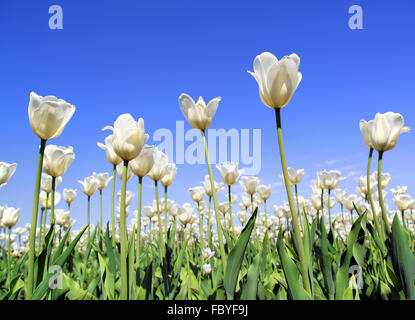 Bereich der weißen Tulpen blühen Stockfoto