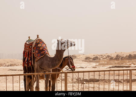 Kamel und Esel oder Pferd für Touristen von Pyramiden Stockfoto