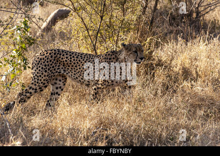 Männliche Geparden im Kruger National Park Stockfoto