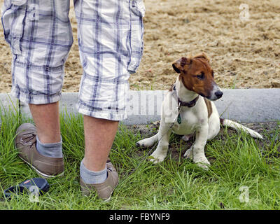 Füße stehen auf der Spitze eines jungen Hundes Stockfoto