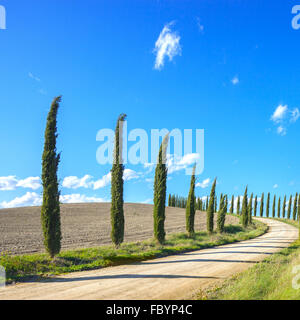 Zypressen-Zeilen und eine weiße Straße typische Landschaft in Crete Senesi Land in der Nähe von Siena, Toskana, Italien, Europa. Stockfoto