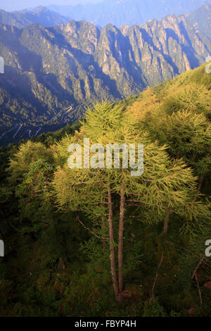 Shanxi Provinz Qinling Wald Stadt Larix Chinensis in Schutzgebieten Stockfoto