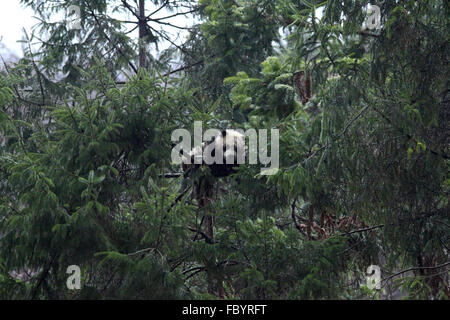 Shanxi Provinz Qinling Wald Stadt Larix Chinensis in Schutzgebieten Stockfoto