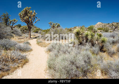 Wandern entlang des Weges zu Warren Gipfel im Joshua Tree Nationalpark, Kalifornien Stockfoto