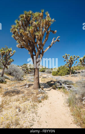 Wandern entlang des Weges zu Warren Gipfel im Joshua Tree Nationalpark, Kalifornien Stockfoto