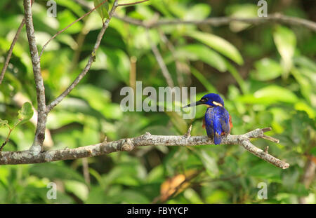 Azure Kingfisher aus Australien Stockfoto