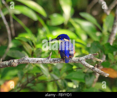 Azure Kingfisher aus Australien Stockfoto