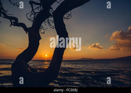 Baum-Silhouette in Portlock, Sonnenuntergang auf Oahu, Hawaii, USA mit horizontalen Komposition. Stockfoto